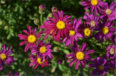 APII jpeg image of Senecio elegans  © contact APII