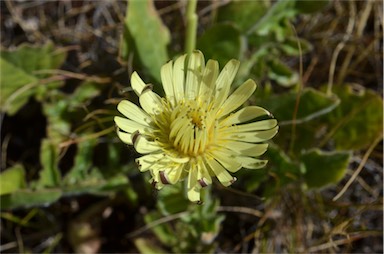 APII jpeg image of Urospermum dalechampii  © contact APII