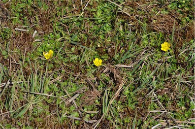 APII jpeg image of Ranunculus nanus  © contact APII