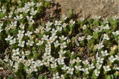 APII jpeg image of Pimelea pygmaea  © contact APII