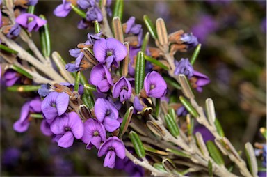 APII jpeg image of Hovea montana  © contact APII