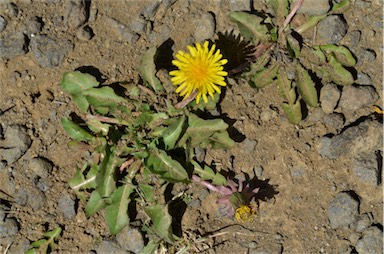 APII jpeg image of Taraxacum aristum  © contact APII