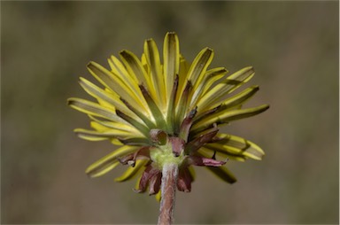 APII jpeg image of Taraxacum aristum  © contact APII