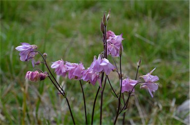 APII jpeg image of Aquilegia vulgaris  © contact APII