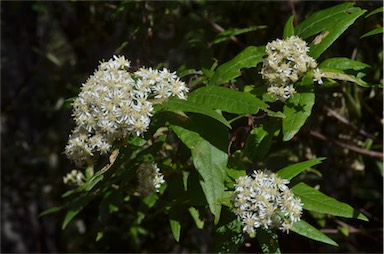 APII jpeg image of Olearia lirata  © contact APII