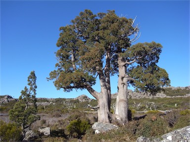 APII jpeg image of Athrotaxis cupressoides  © contact APII