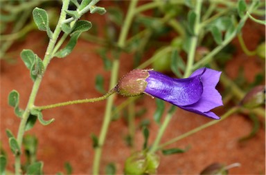 APII jpeg image of Eremophila macdonnellii  © contact APII