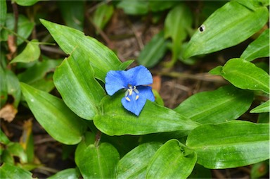 APII jpeg image of Commelina cyanea  © contact APII