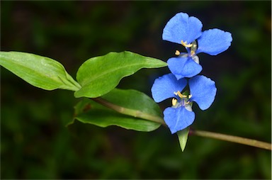 APII jpeg image of Commelina cyanea  © contact APII