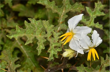 APII jpeg image of Solanum sisymbriifolium  © contact APII