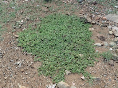 APII jpeg image of Persicaria prostrata  © contact APII