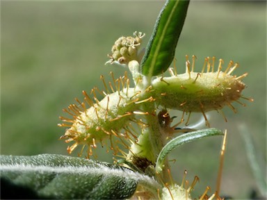 APII jpeg image of Xanthium spinosum  © contact APII