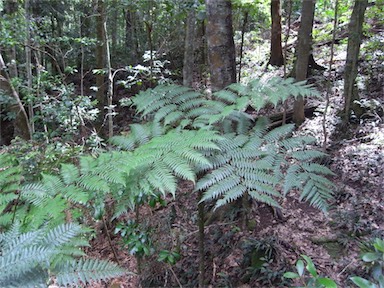 APII jpeg image of Cyathea robertsiana  © contact APII