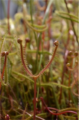 APII jpeg image of Drosera binata  © contact APII