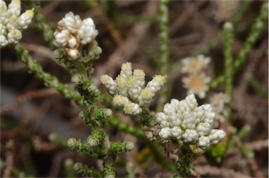 APII jpeg image of Ozothamnus lepidophyllus  © contact APII