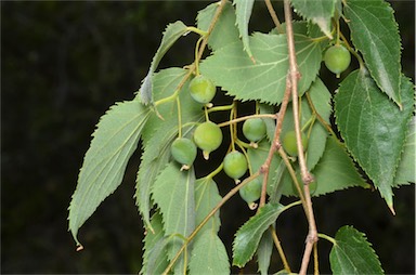 APII jpeg image of Celtis australis  © contact APII