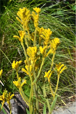 APII jpeg image of Anigozanthos 'Bush Matilda'  © contact APII