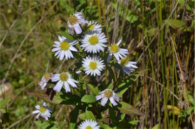 APII jpeg image of Symphyotrichum novi-belgii  © contact APII