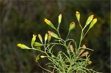 APII jpeg image of Schkuhria pinnata  © contact APII