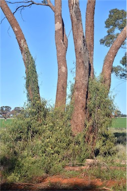 APII jpeg image of Parsonsia eucalyptophylla  © contact APII