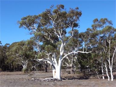 APII jpeg image of Eucalyptus mannifera  © contact APII