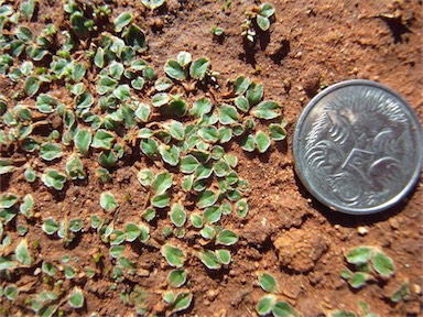 APII jpeg image of Riccia lamellosa  © contact APII