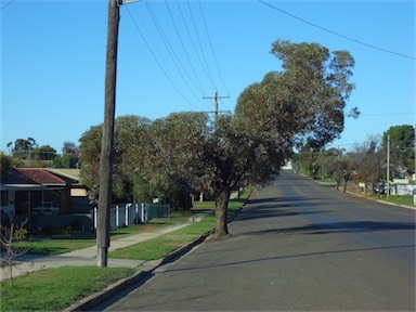 APII jpeg image of Eucalyptus torquata  © contact APII