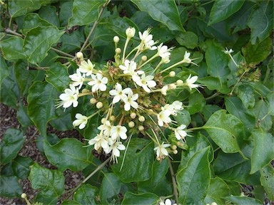 APII jpeg image of Clerodendrum floribundum  © contact APII