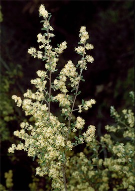 APII jpeg image of Pomaderris angustifolia  © contact APII