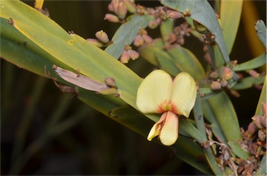 APII jpeg image of Bossiaea fragrans  © contact APII