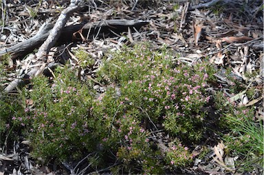 APII jpeg image of Lissanthe strigosa subsp. subulata  © contact APII