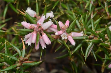 APII jpeg image of Lissanthe strigosa subsp. subulata  © contact APII