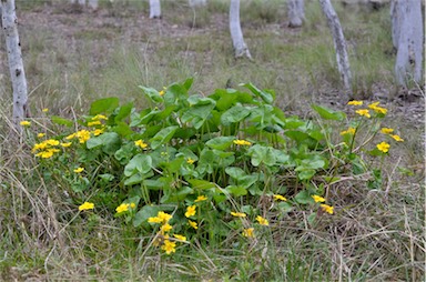 APII jpeg image of Caltha palustris  © contact APII