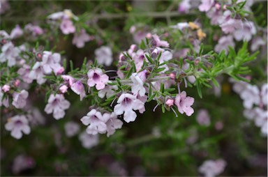 APII jpeg image of Prostanthera stenophylla  © contact APII