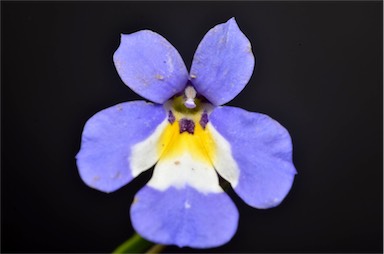 APII jpeg image of Lobelia claviflora  © contact APII