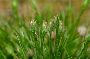 APII jpeg image of Centrolepis strigosa subsp. strigosa  © contact APII