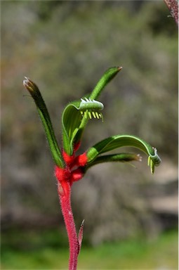 APII jpeg image of Anigozanthos manglesii  © contact APII