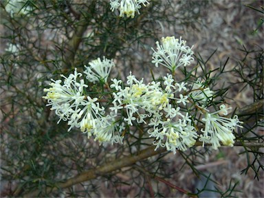 APII jpeg image of Hakea lissocarpha  © contact APII