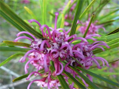 APII jpeg image of Grevillea sericea  © contact APII