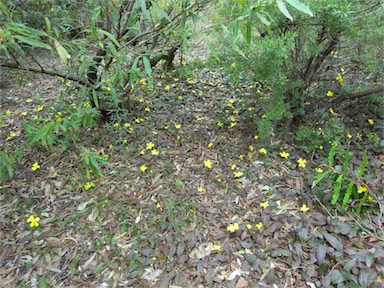 APII jpeg image of Hibbertia dentata  © contact APII