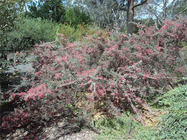 APII jpeg image of Grevillea lavandulacea  © contact APII