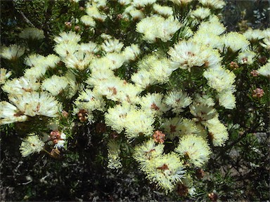 APII jpeg image of Melaleuca scabra  © contact APII