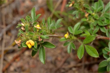 APII jpeg image of Stylosanthes scabra  © contact APII