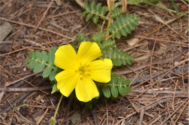 APII jpeg image of Tribulus micrococcus  © contact APII