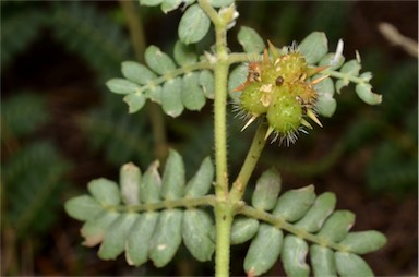 APII jpeg image of Tribulus micrococcus  © contact APII