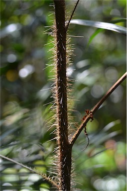 APII jpeg image of Calamus australis  © contact APII