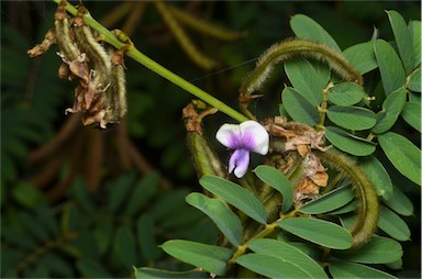 APII jpeg image of Tephrosia noctiflora  © contact APII