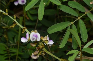 APII jpeg image of Tephrosia noctiflora  © contact APII