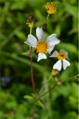 APII jpeg image of Bidens alba  © contact APII