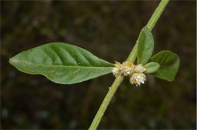 APII jpeg image of Alternanthera ficoidea  © contact APII